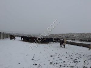 Племенные нетели пароды Герефорд