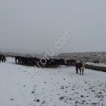 Племенные нетели пароды Герефорд