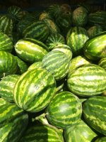 Арбузы Каристан, Арашан, Продюсер, Талисманм