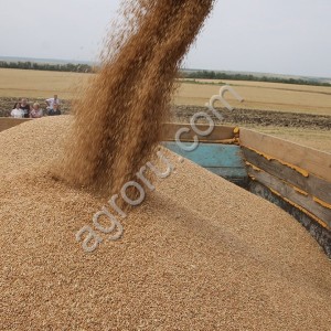 Пшеница Фураж
