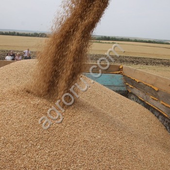 <span>пшеница</span> фураж