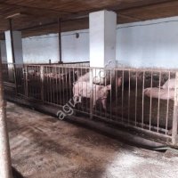 свиноводство