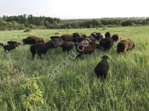 Овцы гиссарской породы