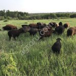 Овцы гиссарской породы