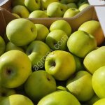 Яблоки