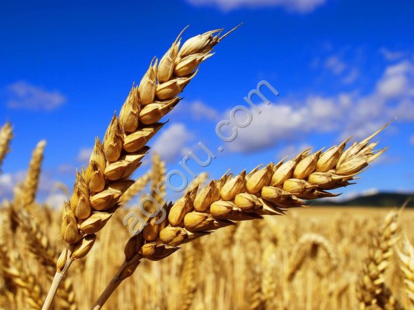 Пшеница 3 класс