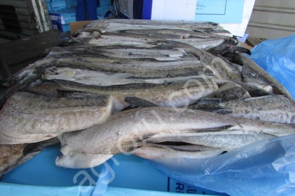 Минтай свежемороженый ОПТ