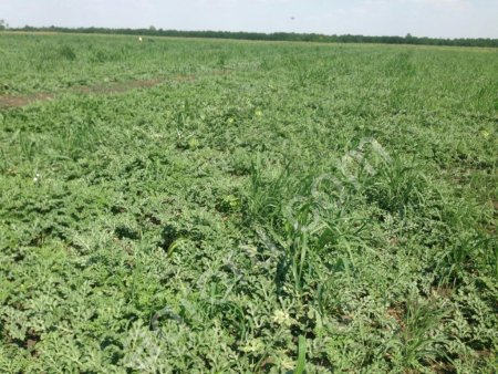 Арбуз Тамерлан, Талисман