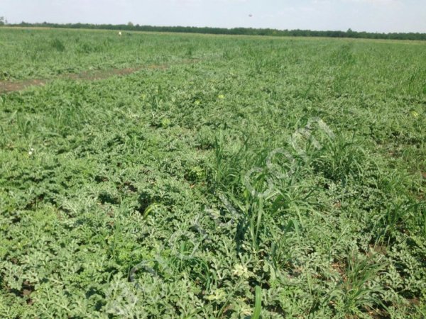 Арбуз Тамерлан, Талисман