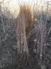 Саженцы плодовых деревьев