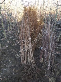 Саженцы плодовых деревьев