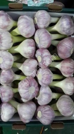 Молодой ЧЕСНОК