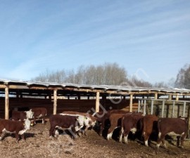 КРС мясных пород на доращивание