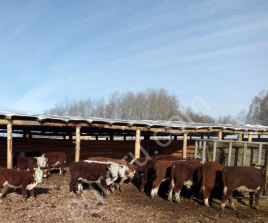 КРС мясных пород на доращивание