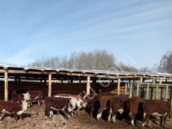 КРС мясных пород на доращивание