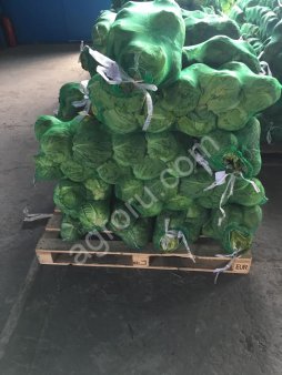 Капуста урожая 2019