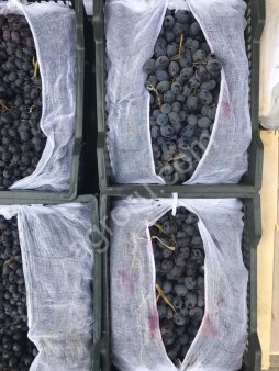 Виноград Оптом