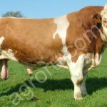 бычки на доращивание