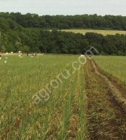 <strong>Чеснок</strong> товарный, посевной, воздушка