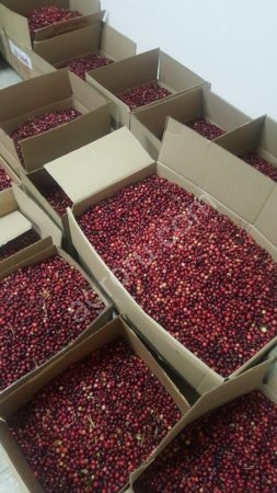 Свежая клюква