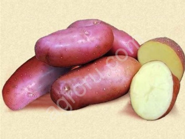 картофель от производителя