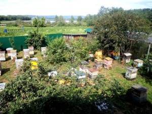 Крапивинский мёд