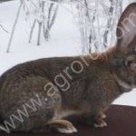 Кролики-Гиганты. Фландр, Ризен, Обер. Линии Элита