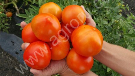 Помидоры оптом: круглые и сливка