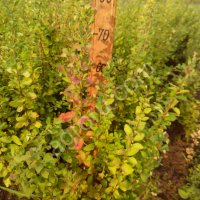 барбарис обыкновенный