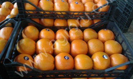 Апельсины