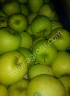 яблоки голден