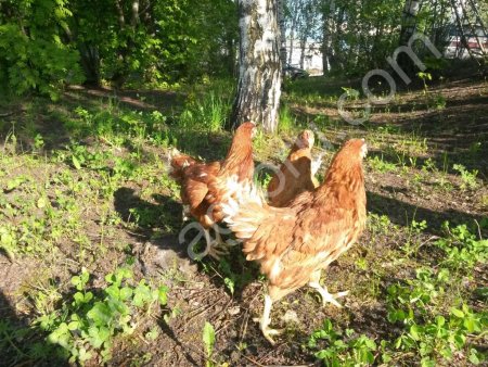 Несушки молодки с доставкой индюки,куры,утки,гуси