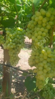 Виноград