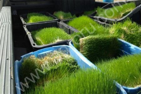 Гидропонный зеленый корм