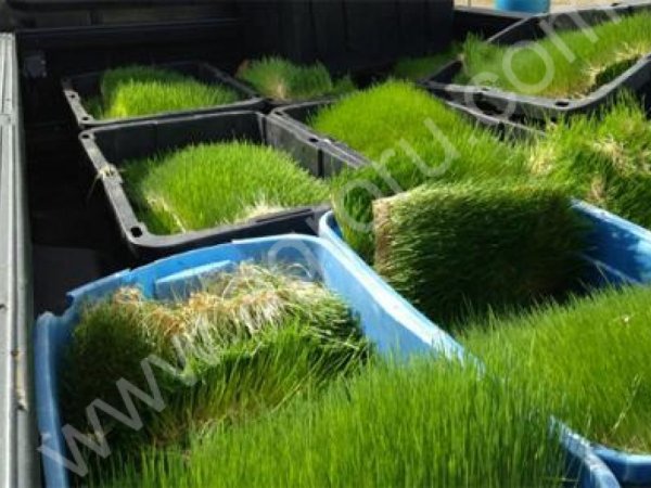 Гидропонный зеленый корм