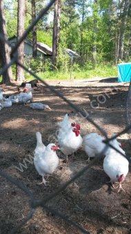 подрощенных цыплят